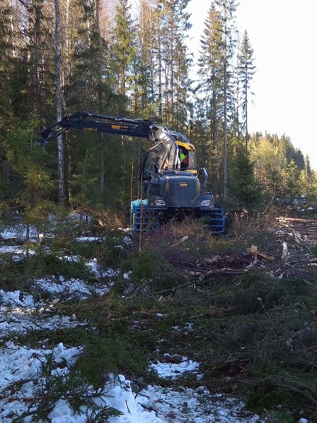 Metsapalvelu-Turunen-metsänhoito Oikea-aikainen metsänhoito varmistaa tuottavan metsän kasvun